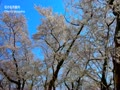 東京の千鳥ヶ淵の桜