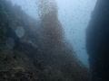 2018.03.31.雲見　群れ　その1